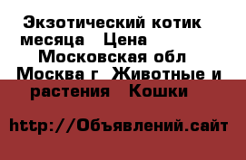 Экзотический котик 4 месяца › Цена ­ 15 000 - Московская обл., Москва г. Животные и растения » Кошки   